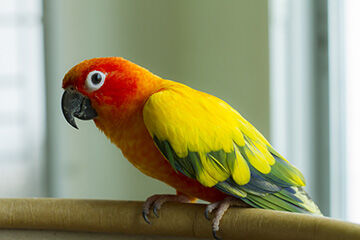A Host of Factors Are Impacting the Exotics Pet Trade, Experts Say